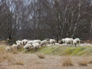 Foto: Limburgs Landschap Gouda | Foto geüpload door gebruiker limburgslandschap