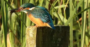 Ontdek de waterrijke Dintelse Gorzen Ontdek de waterrijke Dintelse Gorzen | Foto geüpload door gebruiker Natuurmonumenten.