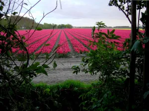 Tulpenveld.  Foto: Wies Voesten